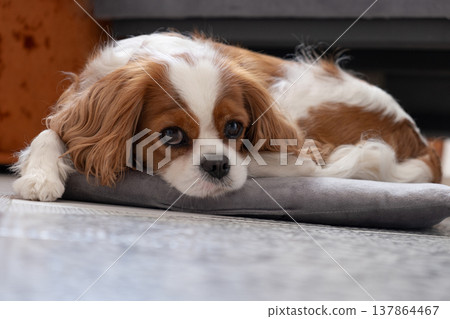 Cavalier King Charles Spaniel Blenheim. Close-up portrait of a cute puppy. Face og the dog on grey background. 137864467