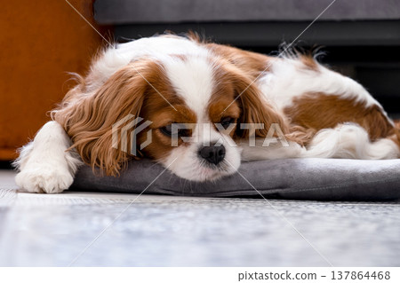 Cavalier King Charles Spaniel Blenheim. Close-up portrait of a cute puppy. Face og the dog on grey background. Cavalier King Charles Spaniel Blenheim. Close-up portrait of a cute puppy. Face og the dog on grey background. 137864468