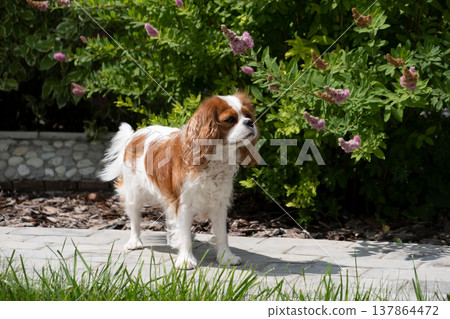 Cavalier King Charles Spaniel Blenheim. portrait of a cute puppy in the garden. Face og the dog on grey background. Cavalier King Charles Spaniel Blenheim. portrait of a cute puppy in the garden. Face og the dog on grey background. 137864472