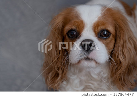 Cavalier King Charles Spaniel Blenheim. Close-up portrait of a cute puppy. Face og the dog on grey background. Cavalier King Charles Spaniel Blenheim. Close-up portrait of a cute puppy. Face og the dog on grey background. 137864477