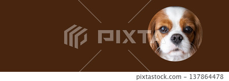Cavalier King Charles Spaniel Blenheim. Close-up portrait of a cute puppy. Face og the dog on brown background. Banner Cavalier King Charles Spaniel Blenheim. Close-up portrait of a cute puppy. Face og the dog on brown background. Banner 137864478