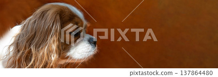 Cavalier King Charles Spaniel Blenheim. Close-up portrait of a cute puppy. Face og the dog on orange background. Banner Cavalier King Charles Spaniel Blenheim. Close-up portrait of a cute puppy. Face og the dog on orange background. Banner 137864480