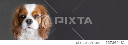Cavalier King Charles Spaniel Blenheim. Close-up portrait of a cute puppy. Face og the dog on grey background. Banner Cavalier King Charles Spaniel Blenheim. Close-up portrait of a cute puppy. Face og the dog on grey background. Banner 137864481