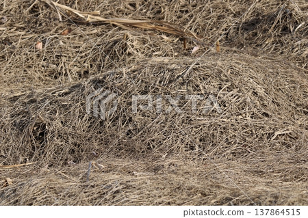 A close-up of simple hay. A close-up of simple hay. 137864515