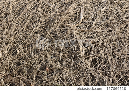 Natural hay basking in the autumn sunlight 137864518