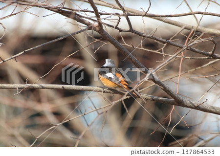 The simple yet beautiful colors of the male Daurian Redstart 137864533
