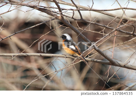 A male Daurian Redstart signals the arrival of winter. 137864535