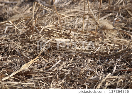 Dried hay harvested from the farm Dried hay harvested from the farm 137864536