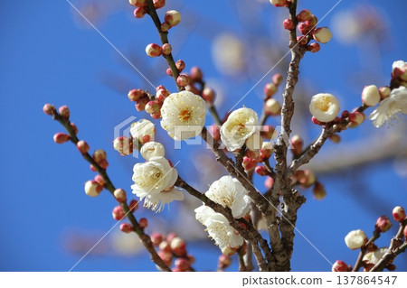 Plum blossom (white plum) 137864547