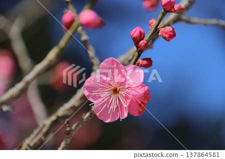 梅花(紅梅) 梅花(紅梅) 137864581