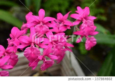 Calantha(蘭科科),Calanthe 屬 Calantha(蘭科科),Calanthe 屬 137864602