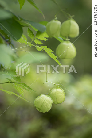Balloon vine fruit 137864705