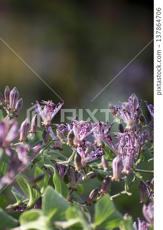 Hototogisu flower Hototogisu flower 137864706