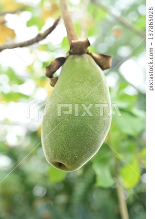 African baobab (Malvaceae family) fruit: a super fruit African baobab (Malvaceae family) fruit: a super fruit 137865028