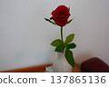 A single vibrant red rose in a white vase 137865136
