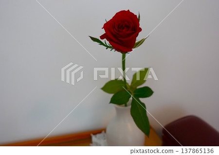 A single vibrant red rose in a white vase 137865136