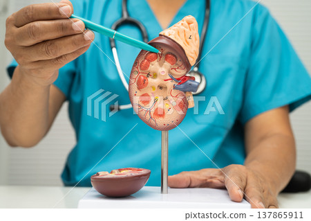 Chronic kidney disease, doctor with model for treatment urinary system, urology, Estimated glomerular filtration rate eGFR. 137865911