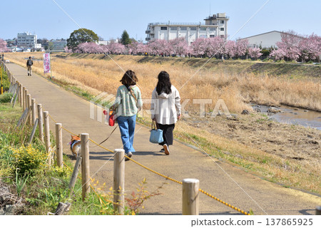 A person walking their dog on the riverbank where cherry blossoms are in full bloom in the springtime. A person walking their dog on the riverbank where cherry blossoms are in full bloom in the springtime. 137865925