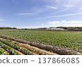 A vast cabbage field stretches out under a blue sky: The reality of Japanese agriculture and food production. 137866085