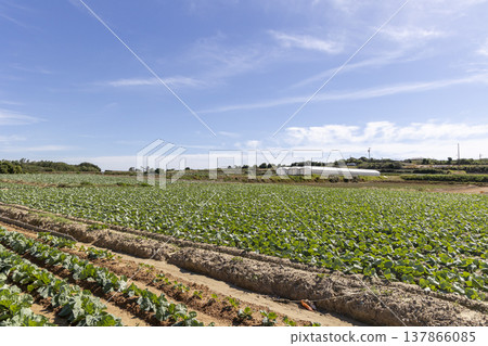 A vast cabbage field stretches out under a blue sky: The reality of Japanese agriculture and food production. 137866085