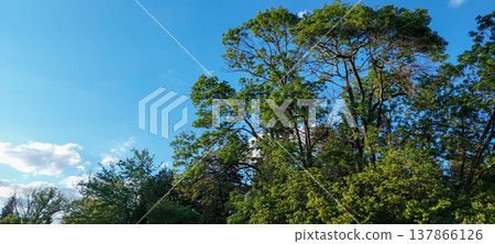 Green trees under clear blue sky in summer Green trees under clear blue sky in summer 137866126