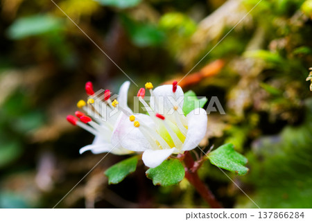 微距拍攝的虎耳草(Saxifraga fortunei)花朵,為早春增添色彩。 微距拍攝的虎耳草(Saxifraga fortunei)花朵,為早春增添色彩。 137866284