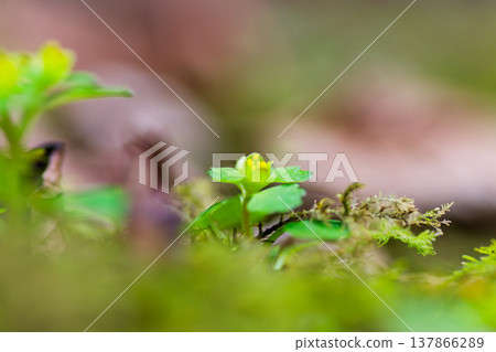 Foreground bokeh and Chrysosplenium: A fantastical spring wildflower landscape, macro photography. 137866289