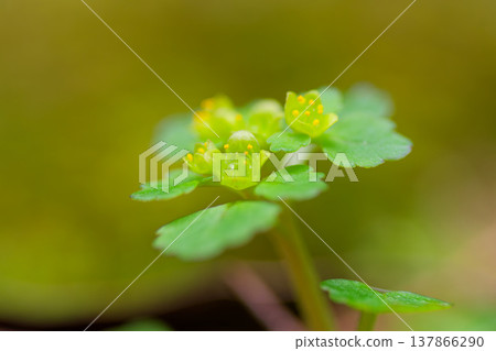 一張沐浴在陽光下的早春野花金花草的微距特寫照片。 一張沐浴在陽光下的早春野花金花草的微距特寫照片。 137866290