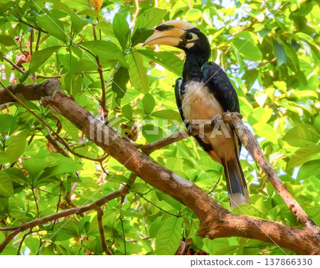 Calao, Oriental Pied Hornbill bird, Anthracoceros albirostris, on a branch, Ko Phayam, Thailand Calao, Oriental Pied Hornbill bird, Anthracoceros albirostris, on a branch, Ko Phayam, Thailand 137866330