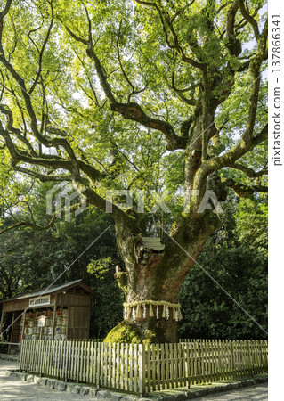Atsuta Shrine, Great Camphor Tree, Nagoya City, Aichi Prefecture Atsuta Shrine, Great Camphor Tree, Nagoya City, Aichi Prefecture 137866341