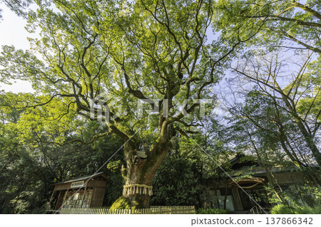 Atsuta Shrine, Great Camphor Tree, Nagoya City, Aichi Prefecture Atsuta Shrine, Great Camphor Tree, Nagoya City, Aichi Prefecture 137866342