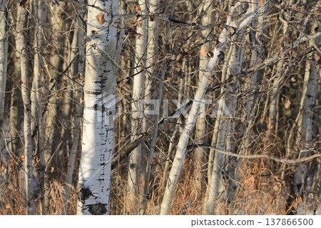 Dormant Aspen Parkland In Cold Winter Sunlight Dormant Aspen Parkland In Cold Winter Sunlight 137866500