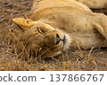 Close up of a lioness sleeping in Kruger National Park in South Africa 137866767