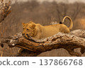 Lion Laying Down on a Fallen Tree in Kruger National Park, South Africa 137866768