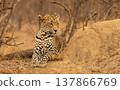 A Young Leopard Laying Beside a Termite Mound in South Africa 137866769