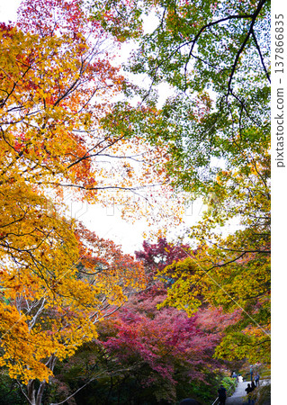 Momiji who changed leaves Momiji who changed leaves 137866835