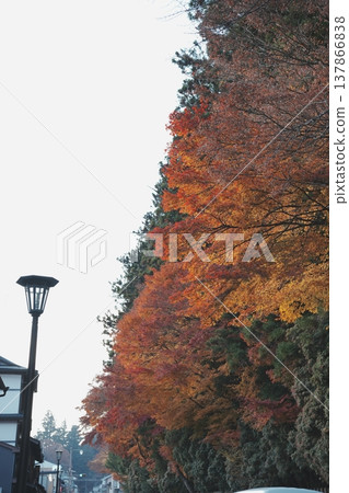 Autumnal roadside trees Autumnal roadside trees 137866838