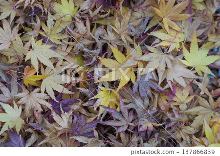 Yellow autumn leaves Yellow autumn leaves 137866839
