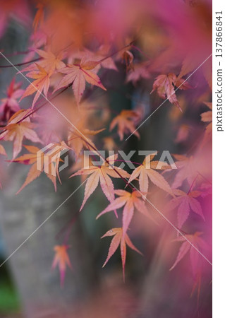 鮮紅的秋葉 鮮紅的秋葉 137866841