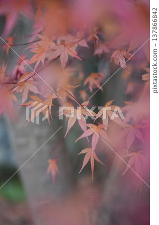 色彩繽紛的秋葉，讓人感受到四季更迭。 137866842