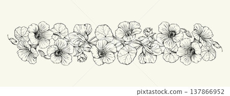 Hand drawn vintage botanical horizontal border with nasturtium flowers and leaves. Black and white line art vector illustration isolated on white background. For wedding invitations, packaging. Hand drawn vintage botanical horizontal border with nasturtium flowers and leaves. Black and white line art vector illustration isolated on white background. For wedding invitations, packaging. 137866952