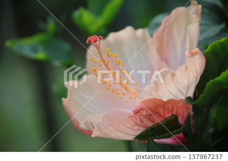 花 花 137867237