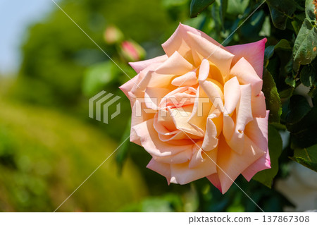Apricot-pink roses bathed in soft light Apricot-pink roses bathed in soft light 137867308