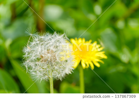 背景中盛開著毛茸茸的蒲公英種子和黃色小花。 137867309