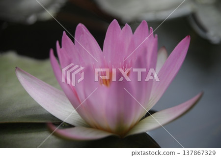 Water lily Water lily 137867329