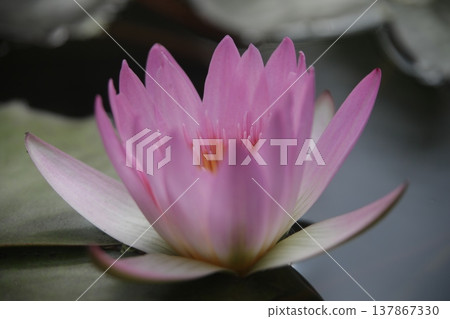 睡蓮 睡蓮 137867330