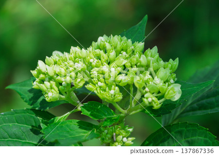 The vibrant, fresh green buds of the hydrangea are full of life. The vibrant, fresh green buds of the hydrangea are full of life. 137867336