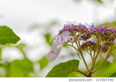 Purple hydrangea glistening with raindrops after the rain. 137867346