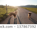 Two dogs are walking down a road, one of which is wearing a collar 137867392