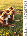 Three Australian Shepherds Laying in Golden Hour Grass 137867393